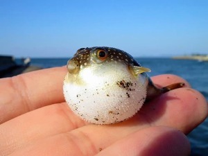 Baby-Pufferfish